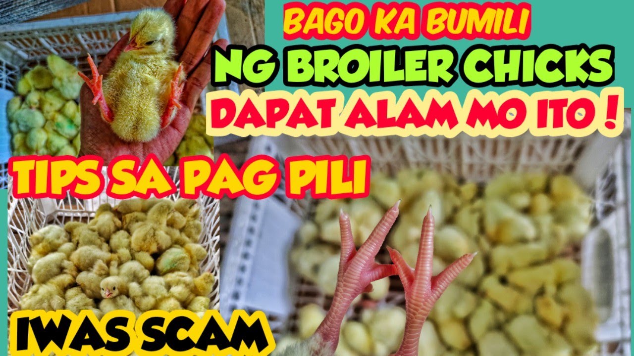 TIPS SA PAG PILI NG SISIW NA BROILER | MGA PALATANDAAN NG TOTOONG BROILER |BACKYARD BROILER FARMING