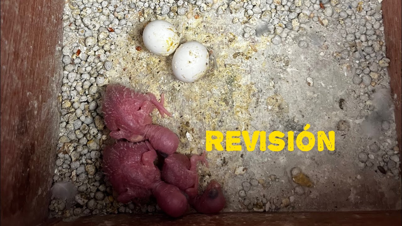 Revisión de nidos en las parejas reproductoras 