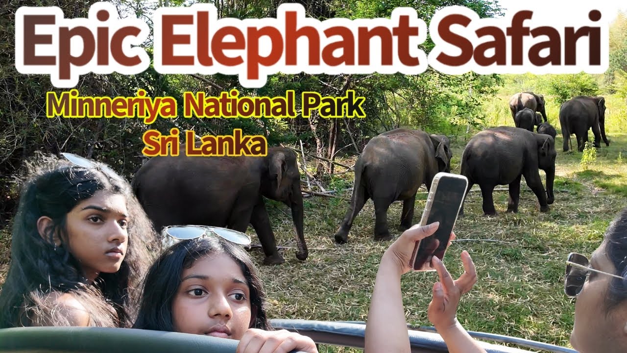 Elephant Watching at Minneriya National Park 🐘 | The Great Elephant Gathering in Sri Lanka | SL EP.4
