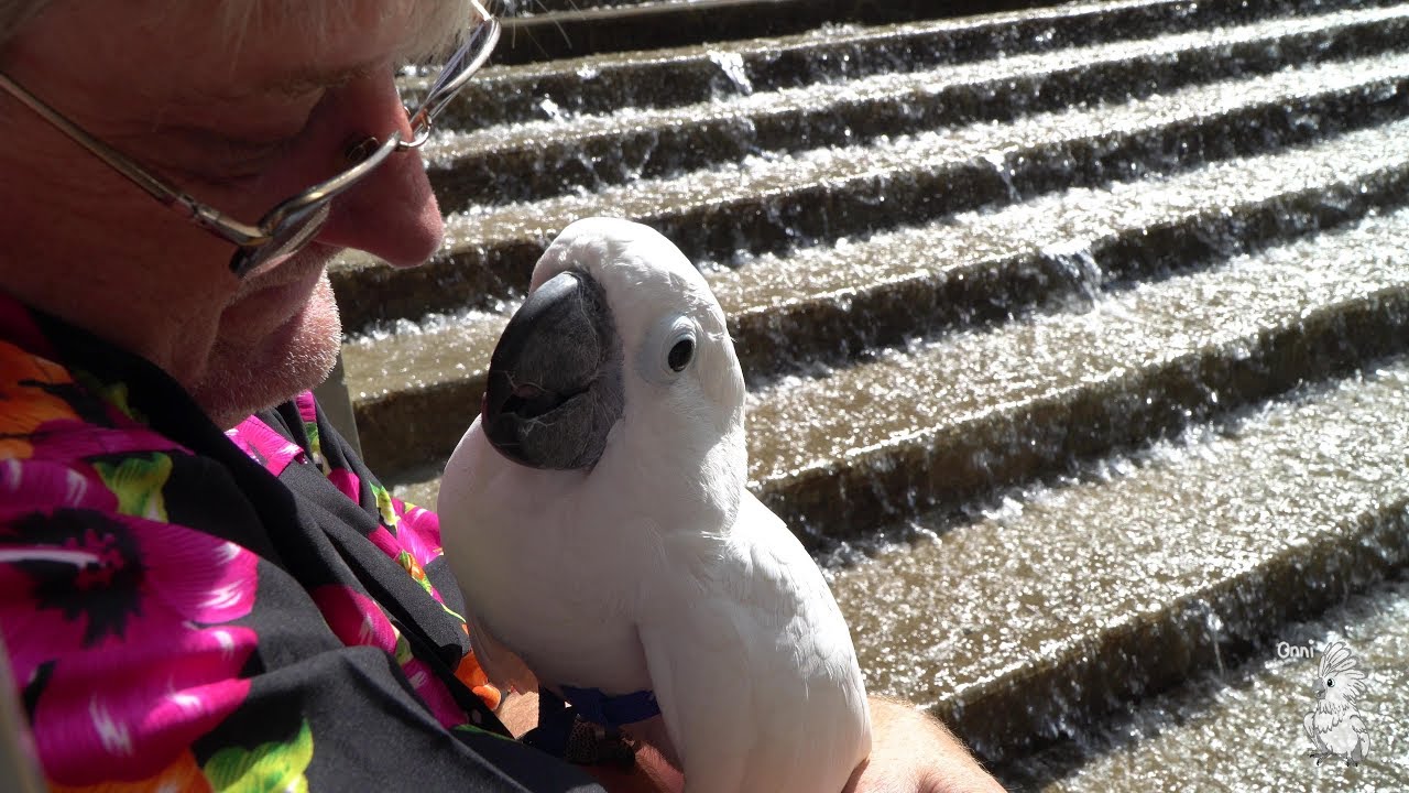 Onni Cockatoo At The Water Stairs:  Birdy VLOG Episode 8