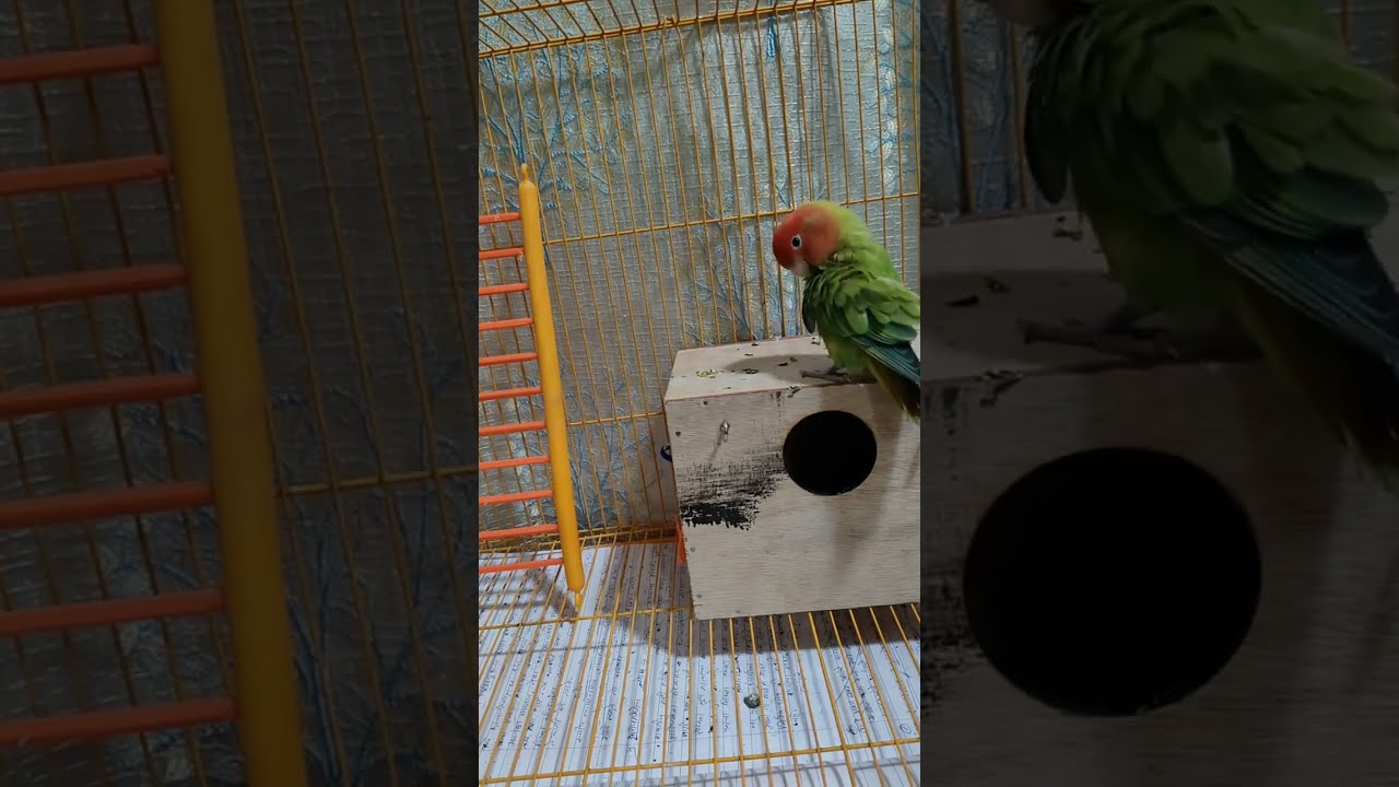 African birds🐥 is live