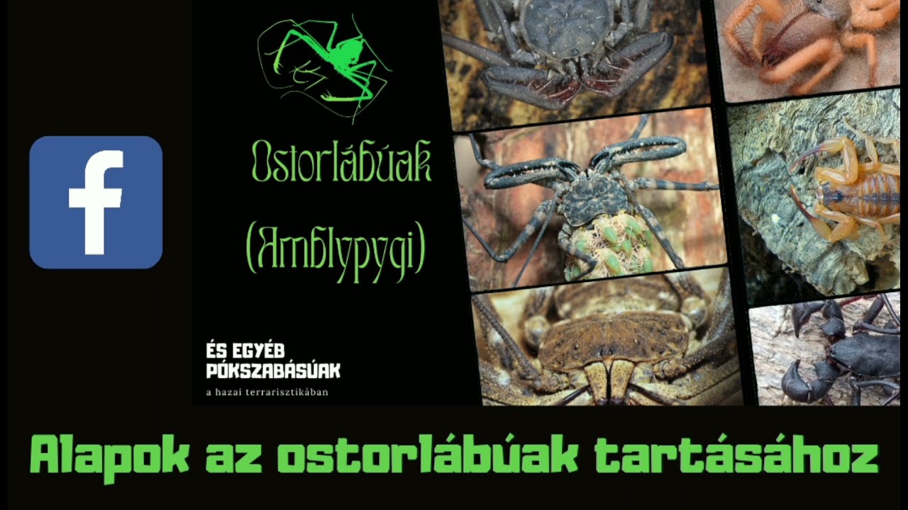 Mielőtt ostorlábút veszel...