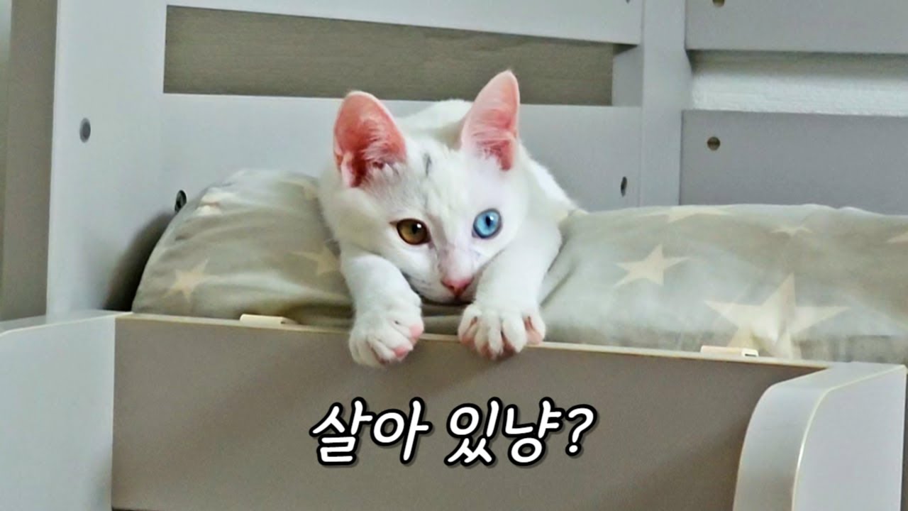 영상이 많이 늦었죠... 모모와 장례식장에서 인사 드립니다