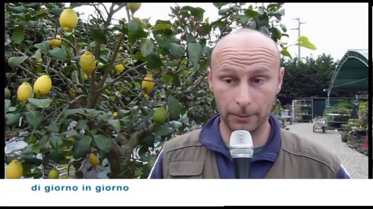Chi semina raccoglie (Piante) - Pianta di Limone