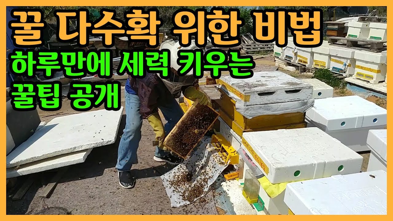 [양봉교육]지원군→주력군 유입을 통한 꿀 수확량 늘리기