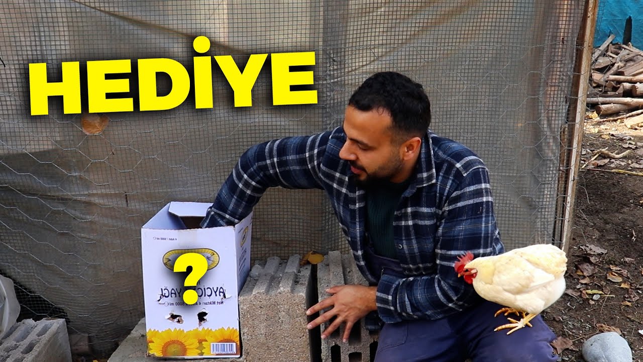 Hediye Gelen 2 Kardeş !- Farkında Değiliz Ama Hayvanlaşıyoruz - Kümes İşleri - Cüce Koşinler