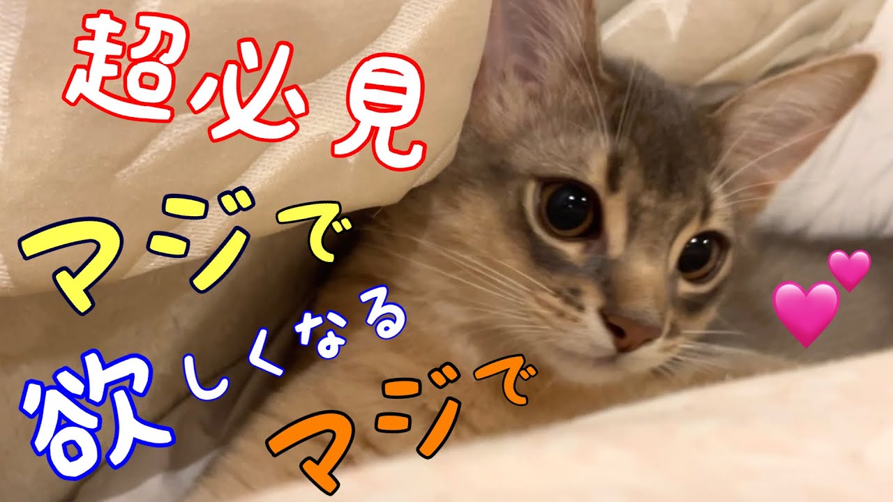 【超必見】マジでヤバい❗️ソマリ猫が欲しくなる動画お届けします【ソマリ】