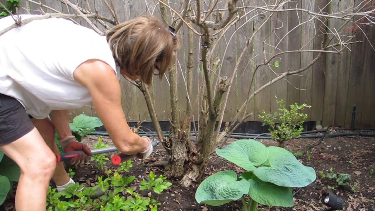 Coppicing an Old Weigela