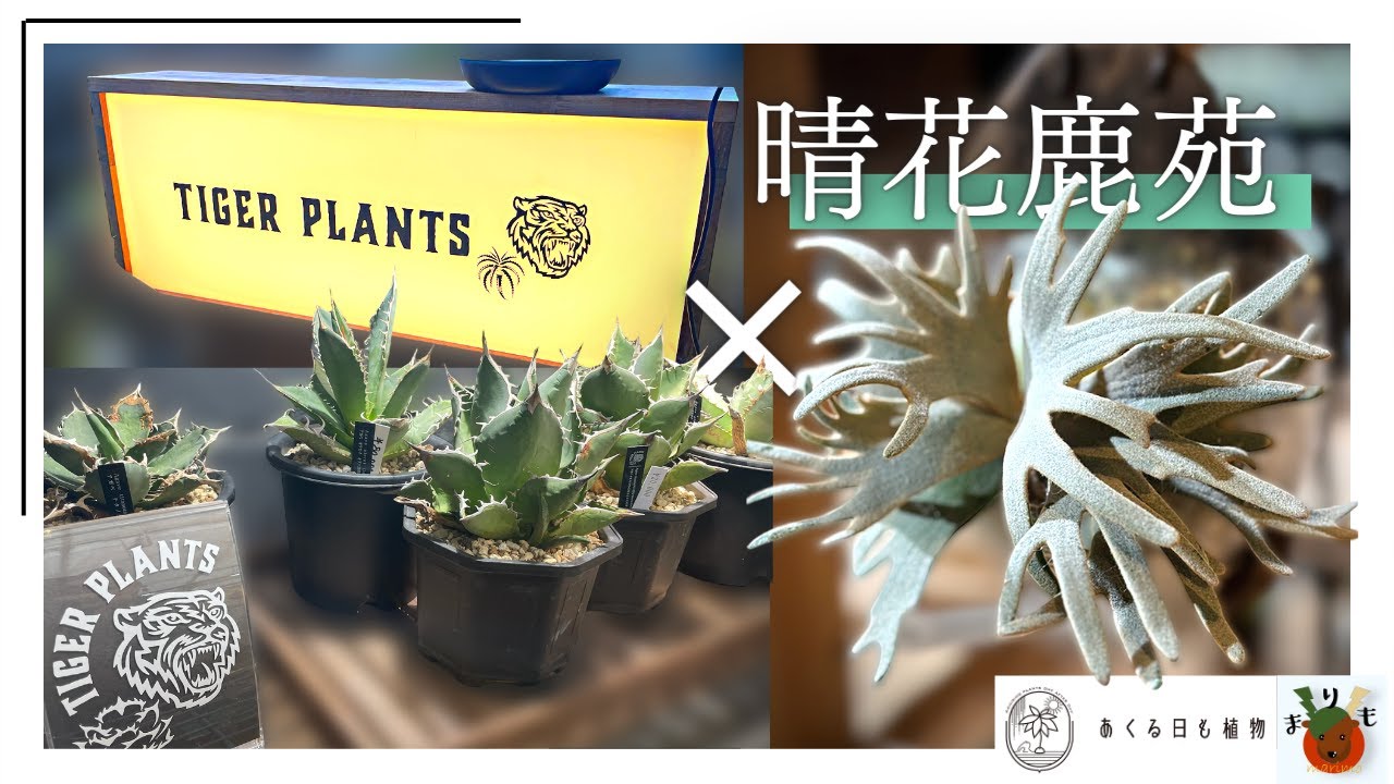 [Tiger plants]×[晴花鹿苑]　台湾からの極上ビカクシダ