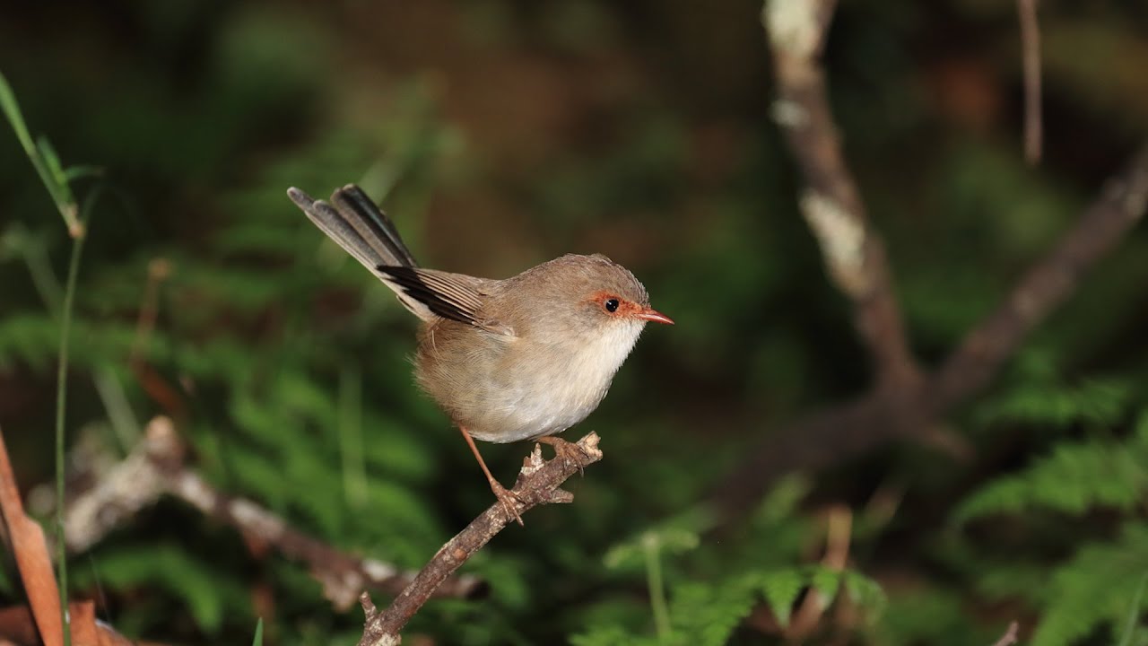 flash photography tips:600ex- II RT continuous shooting with Wildlife