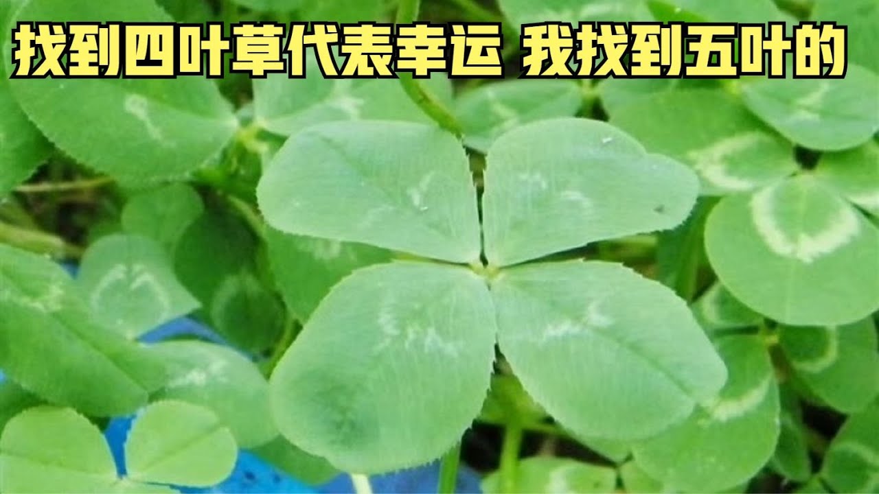 据说找到四叶草代表幸运，我找到五叶的咋办？