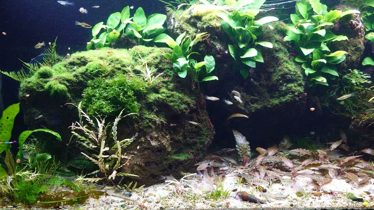 Xiphophorus Continens and Limia Islai aquarium 