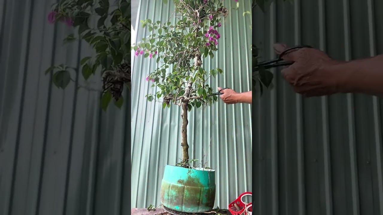 Creating a bougainvillea plant in the shape of a scholar is extremely easy.#bonsai#caycanhnghethuat 