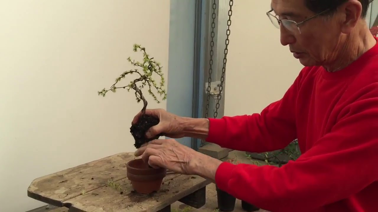 How to wire a Larch bonsai tree