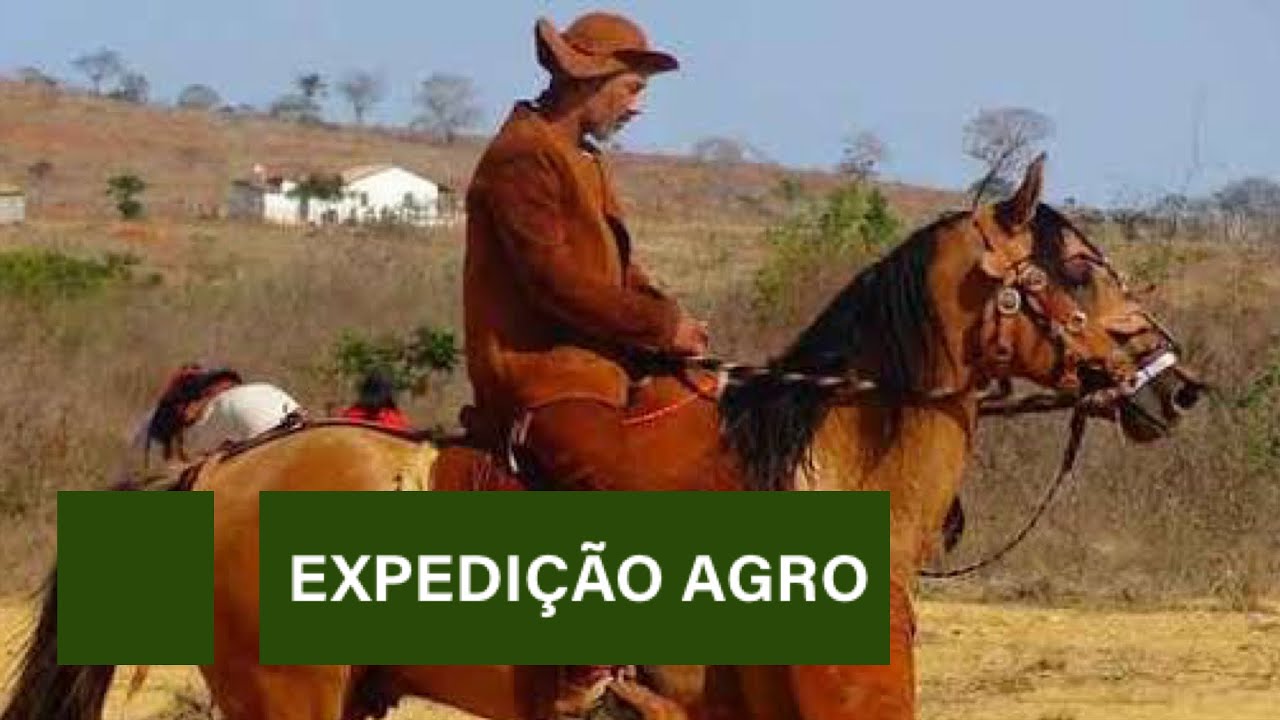 Fazenda preserva o cavalo nordestino no Piauí