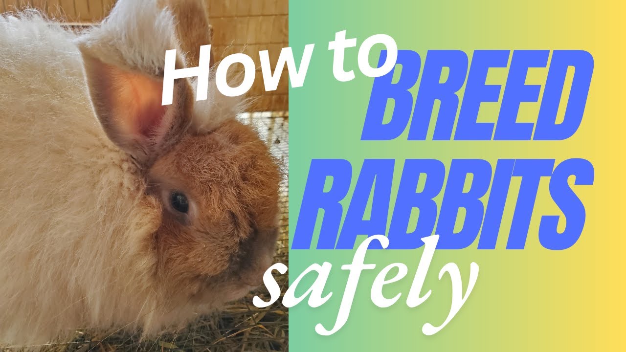 How to breed experienced buck with new doe RABBITS