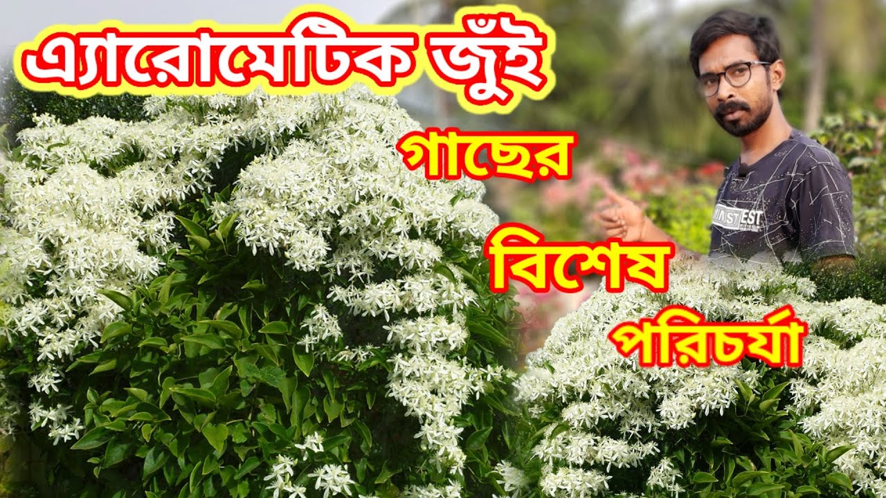 প্রচুর ফুল পেতে এ্যারোমেটিক জুঁই গাছের বিশেষ পরিচর্যা / Aromatic Jasmine plant care / Aromatic jui.