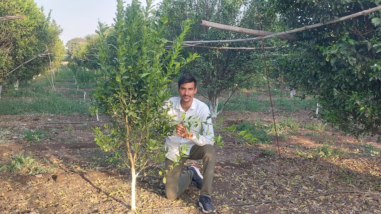 Episode 103 ~ Alemow Rootstock Orange 🍊  #citrusfarming 