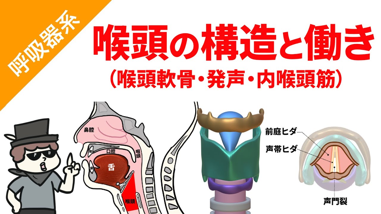 喉頭の構造と働き