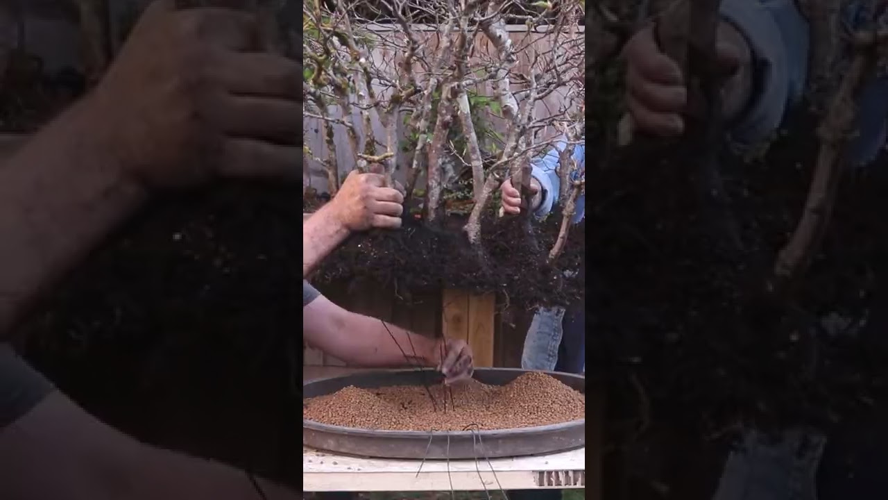 Why I don't use organic soil for bonsai #Shorts