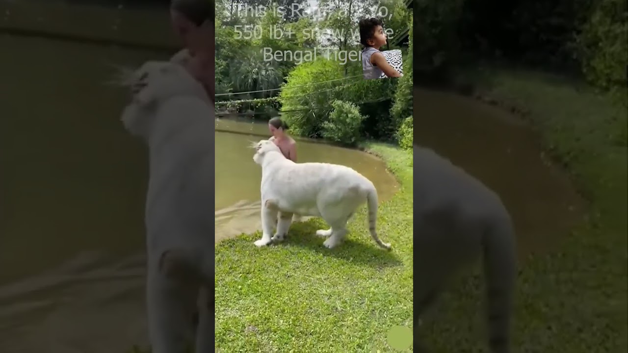 White stripless tiger