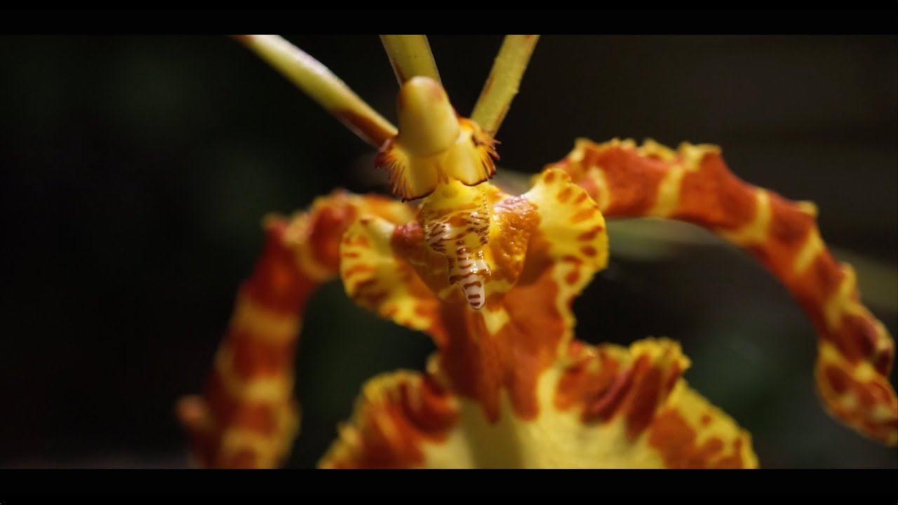 Psychopsis Mendenhall 'Hildos' - A Time Lapse Video