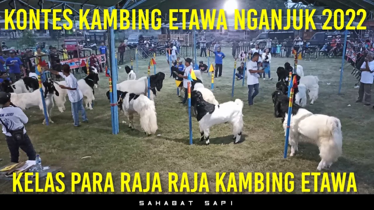 Kontes Kambing Etawa Nganjuk 2022 | Kelas Para Raja Raja Kambing Etawa