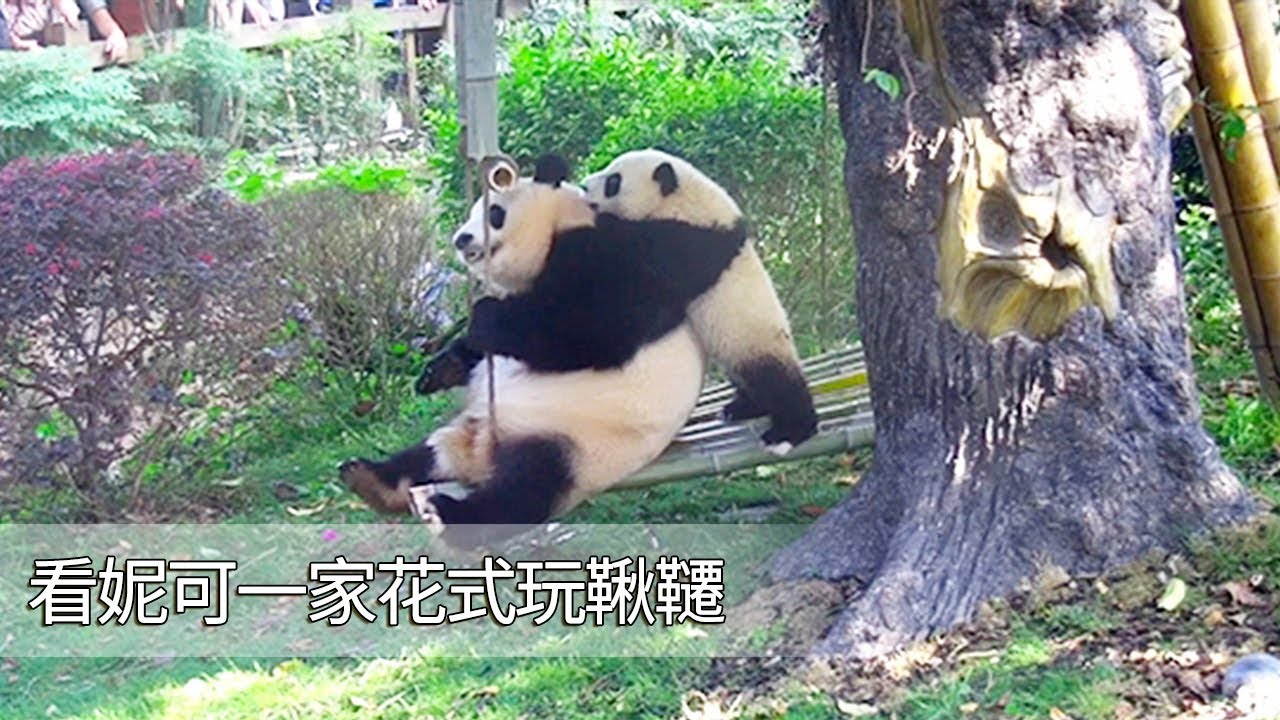 《熊貓主題趴》妮可一家花式玩鞦韆，麻麻是王者，心疼晶亮小短腿！ | iPanda