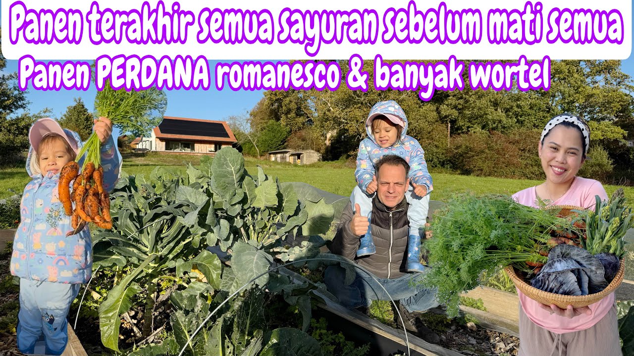 PANEN TERAKHIR SAYURAN SEBELUM MATI SEMUA || PANEN PERDANA ROMANESCO & BANYAK WORTEL
