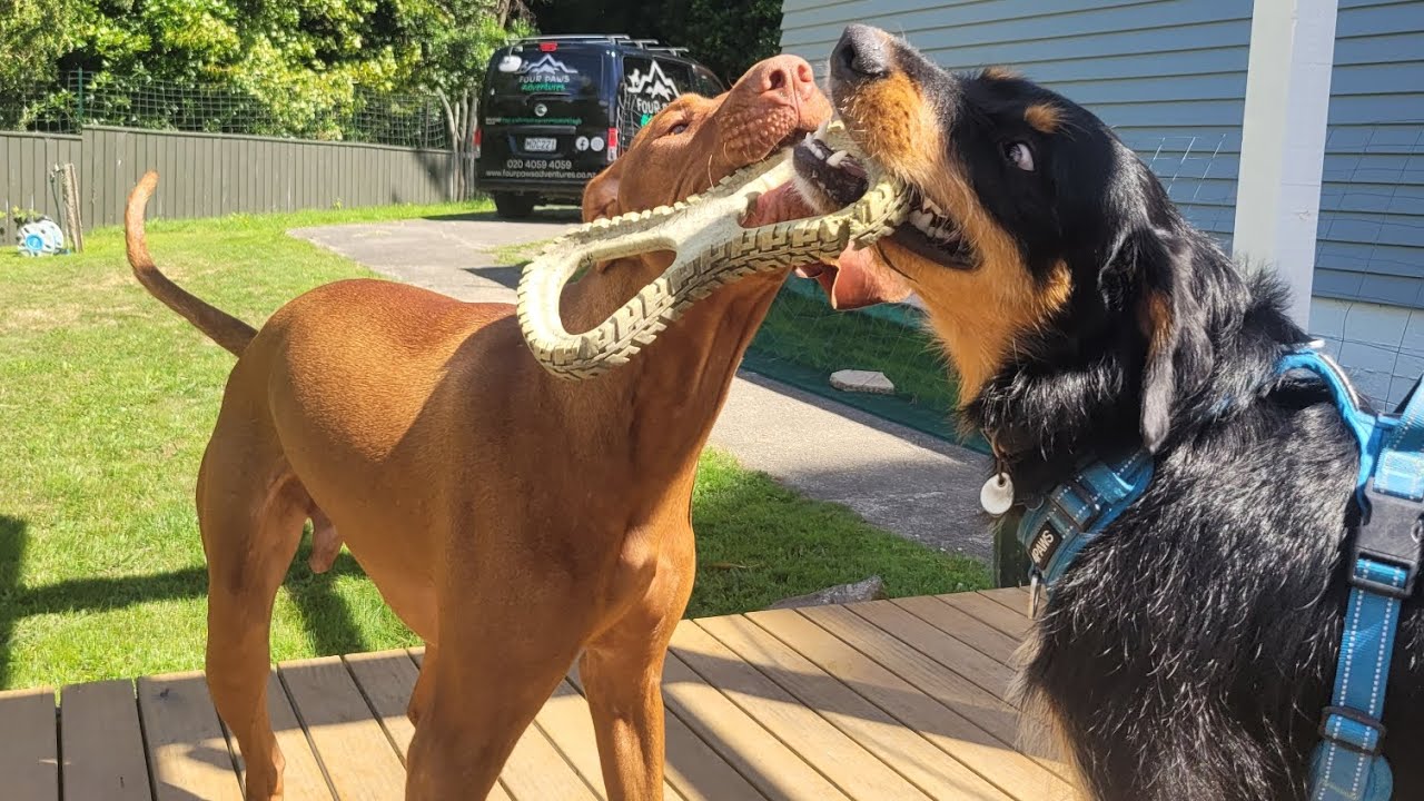 How we look after 7 dogs | Dog homestay business #vizsla #cavoodle #scottishterriers 