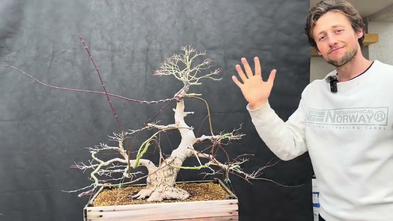 Recupero e lavorazione di un Acer palmatum🍁