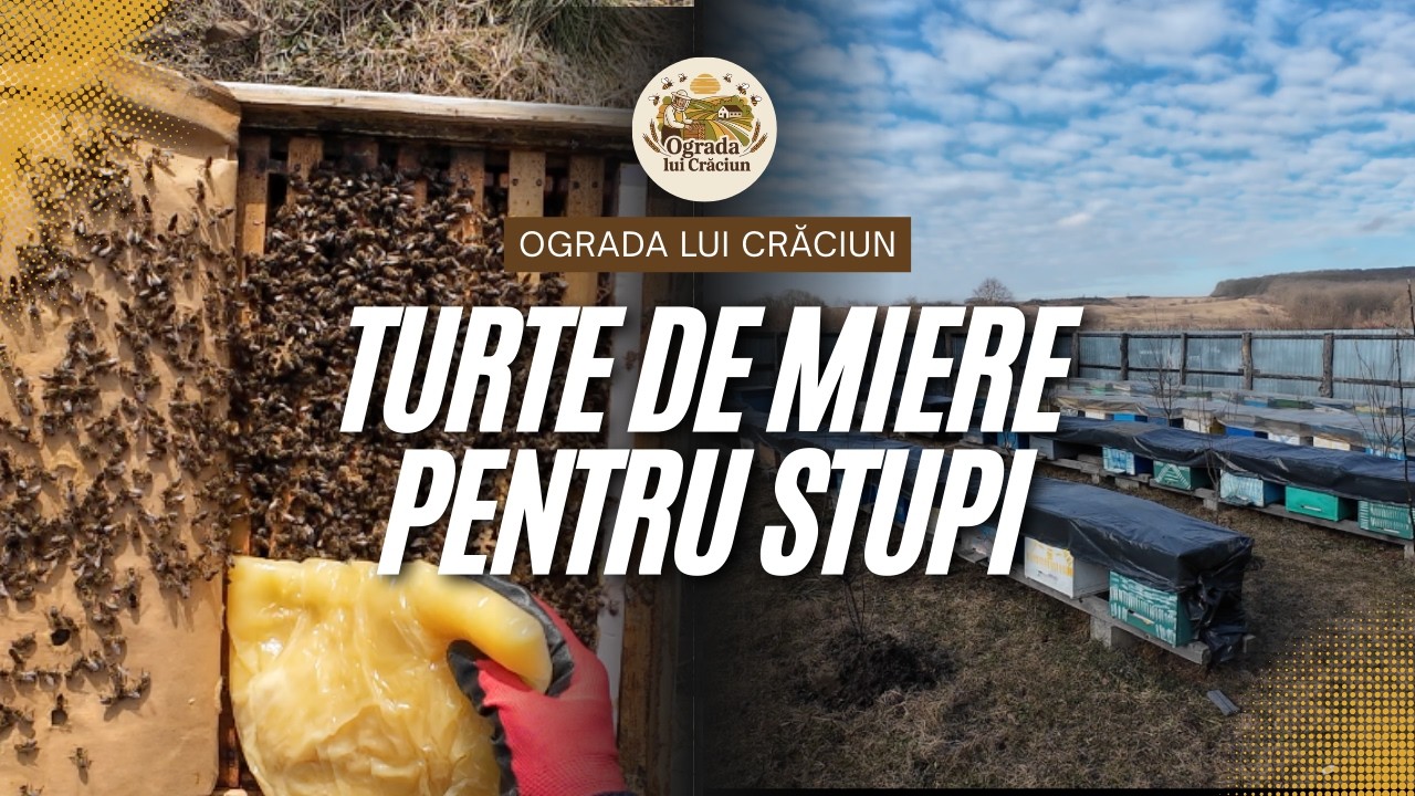 Stupii iarna: Continuăm hrănirea cu turte de miere de tei. Fără turte proteice