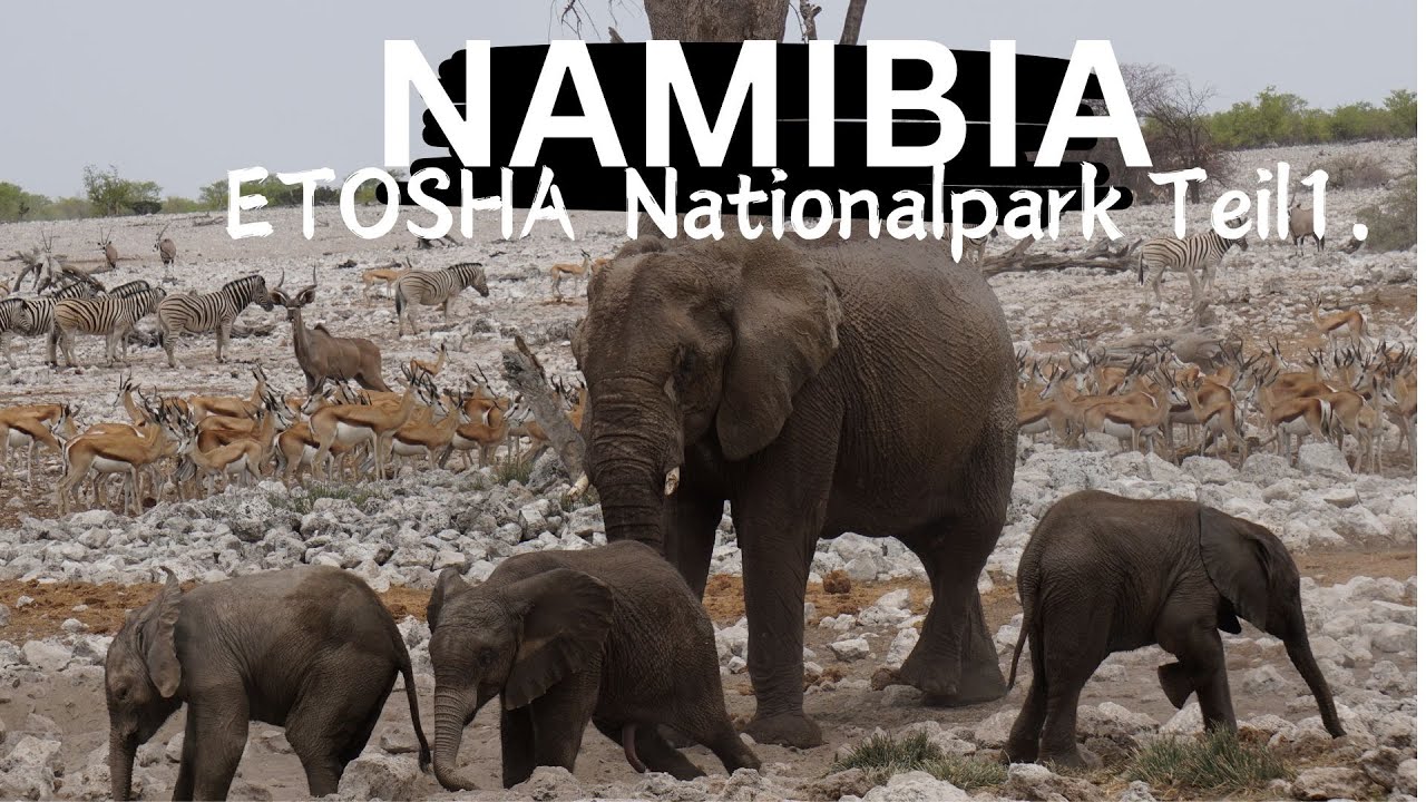 Namibia I Etosha Nationalpark🐘 I Highlights I Ratschläge I Erfahrungen I als Selbstfahrer I