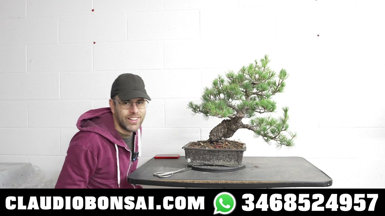 COME SI EFFETTUA LA PULIZIA DEGLI AGHI VECCHI SUL PINO BONSAI