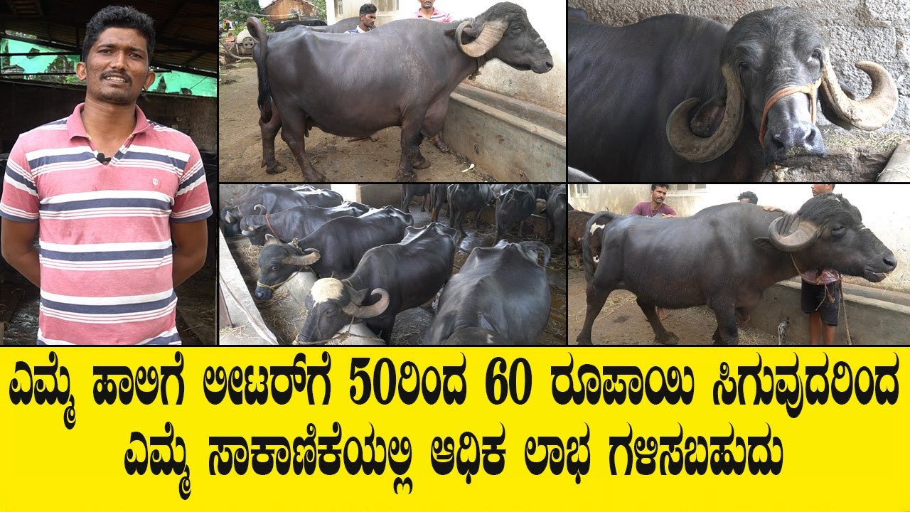 ಎಮ್ಮೆ ಹಾಲಿಗೆ ಲೀಟರ್ ಗೆ 50ರಿಂದ 60 ರೂಪಾಯಿ ಸಿಗುವುದರಿಂದ ಎಮ್ಮೆ ಸಾಕಾಣಿಕೆಯಲ್ಲಿ ಆಧಿಕ ಲಾಭ ಗಳಿಸಬಹುದು..