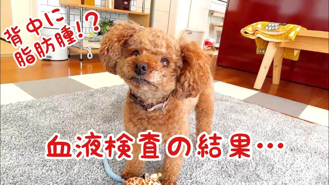 7歳4ヶ月!背中に脂肪腫と血液検査の結果・・・。トイプードルのTaruto