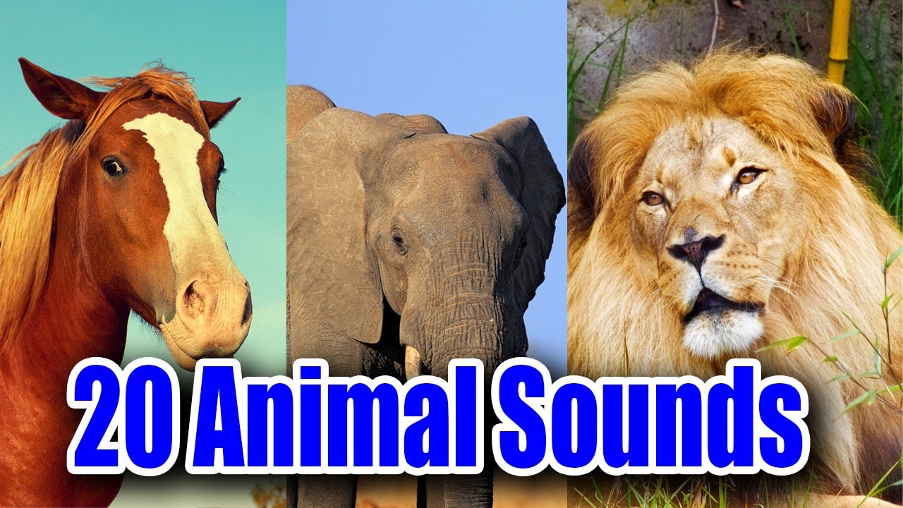 20 Animal Sounds with Name and Video for Children - 20 Amazing Animals Voice