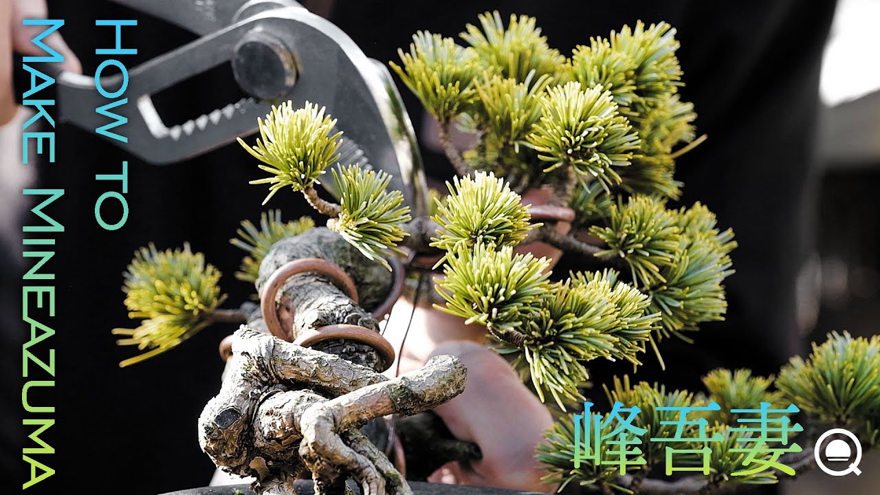 【五葉松】葉性が良い！峰吾妻の整肢剪定【盆栽Q】