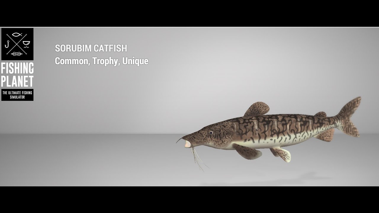 Fishing Planet - Maku-Maku Lake - Unique - Sorubim Catfish - Bottom