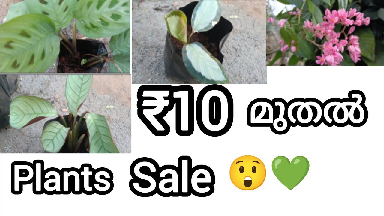 🌱 ₹10 മുതൽ Plants Sale | Budget Friendly Plants 🌱 