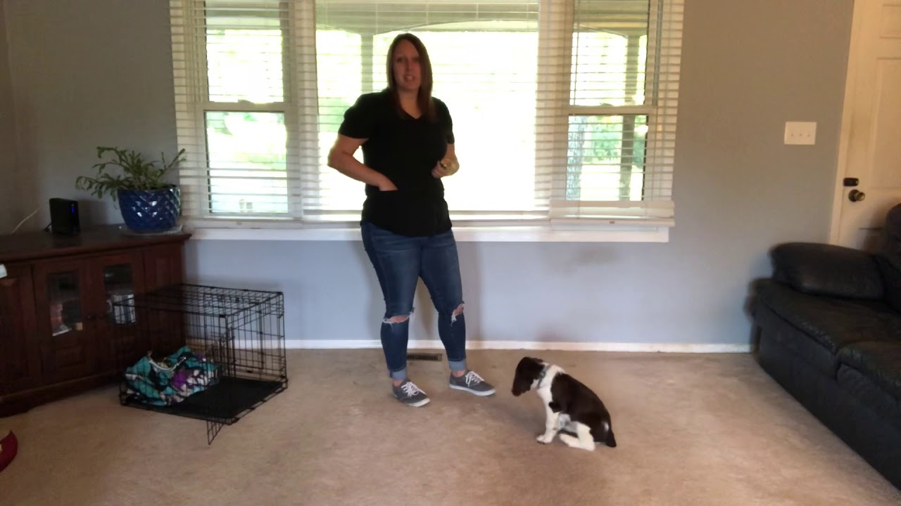 Blake - 1 week of training - 9 week old Springer Spaniel