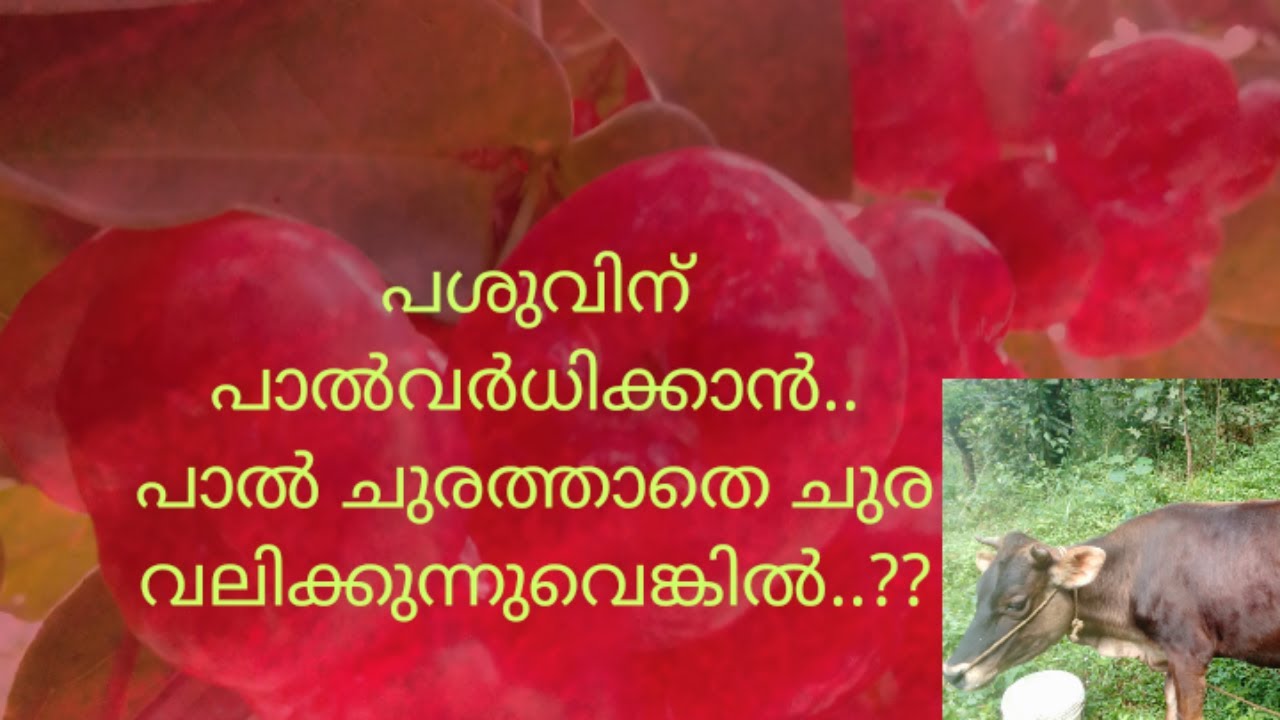 പശുവിന് പാൽ വർധിക്കാൻ.. പാൽചുരത്താൻ മടിക്കുന്നുവെങ്കിൽ..??