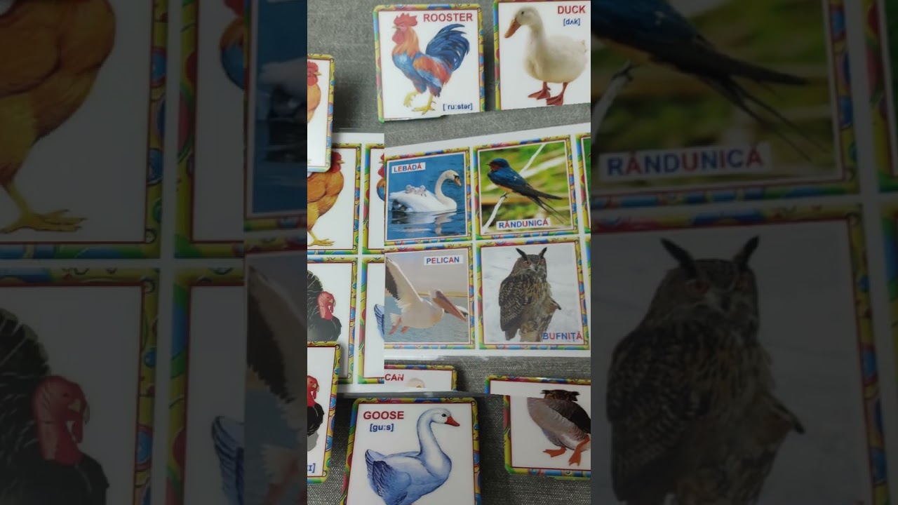 Joc educativ bilingv #educatie #divertamd #chişinau #romania #moldova #kids  #educatori