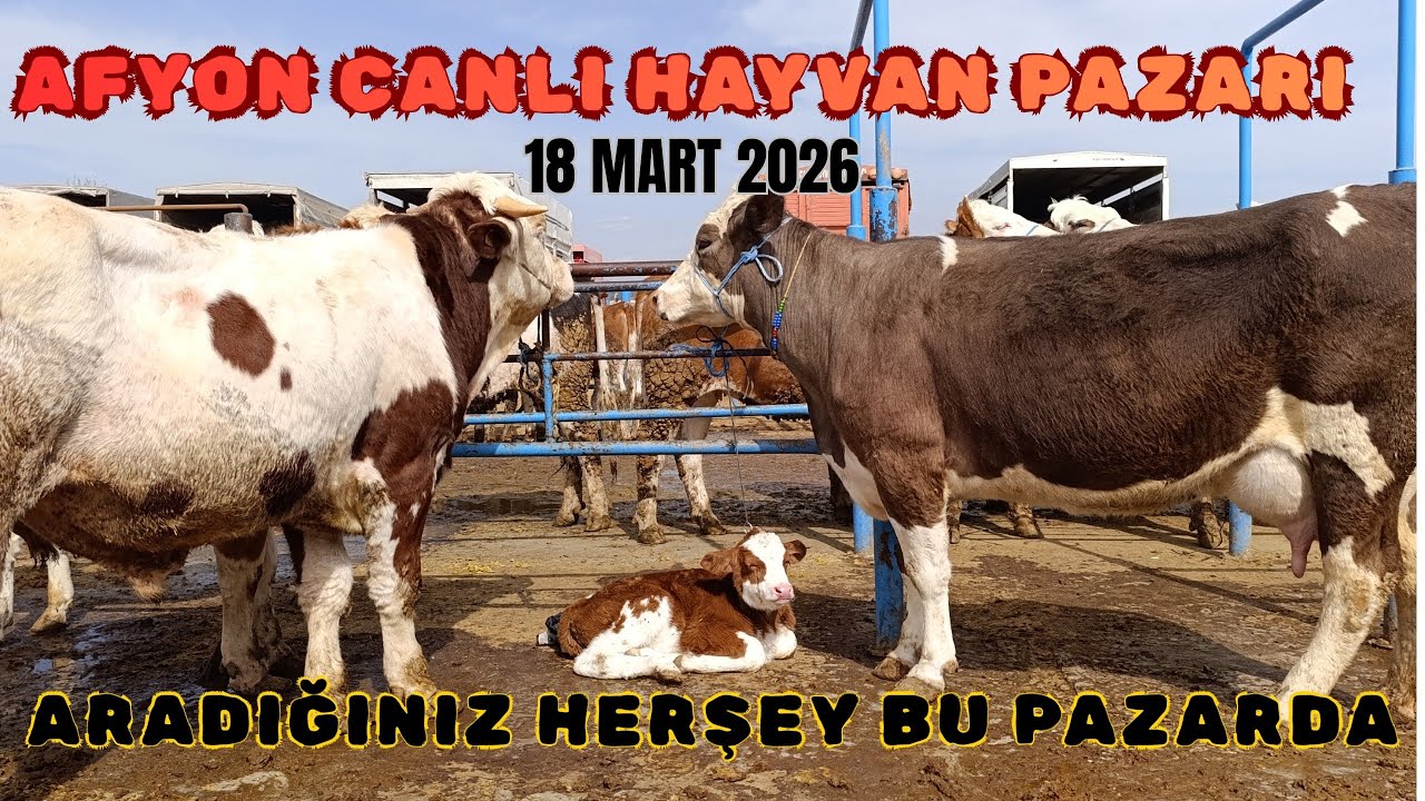 AFYON ÇAYIRBAĞ CANLI HAYVAN PAZARI 18 MART 2026 GÜNCEL KURBANLIK FİYATLARI