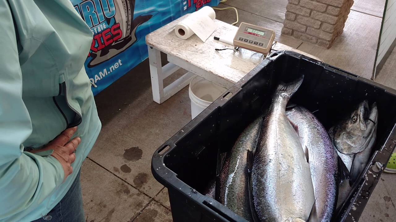Team Yankee Troller weighing in on day 3 at the Niagara Pro Am