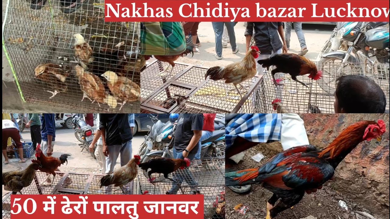 Nakhas Chidiya Bazaar exotic Birds market in Lucknow pet's animal market..😱