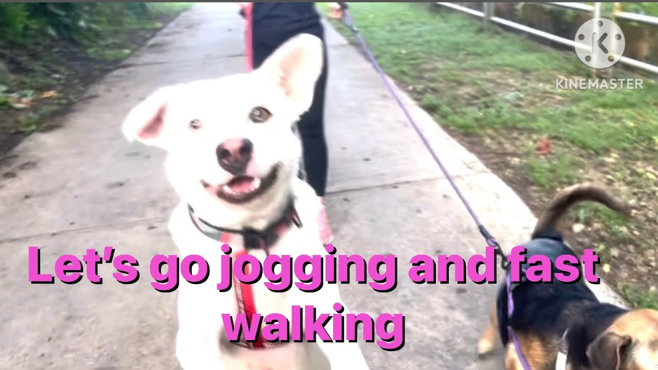 Jogging, Fast Walking w/ my 2 Beloved Doggies PUPU & DUDU  bonding every 5pm 2x a week or 5x a week 