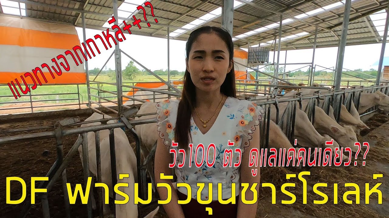 DFฟาร์ม วัวขุนสายพันธุ์ชาร์โรเลห์(แบบเกาหลี) เลี้ยงครบวงจร วัว 100 ตัว เลี้ยงแค่คนเดียว @บุรีรัมย์