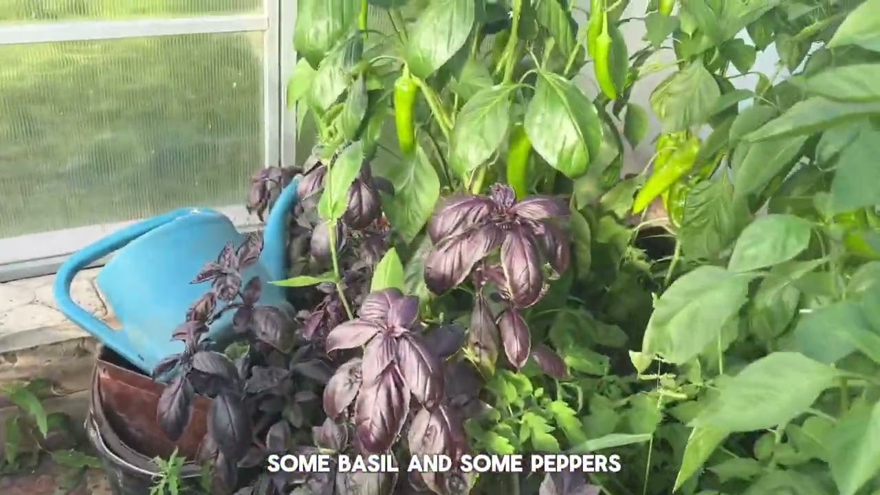 Russian Dacha / Garden / Ogorod 🌿| Rural Russia | learn Russian language #learnrussian