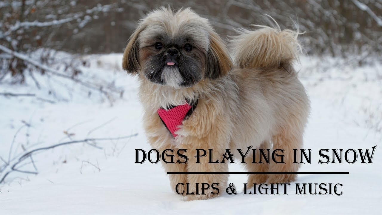 Dogs Playing in Snow || HD || Videos Clips with Soothing, Light Music